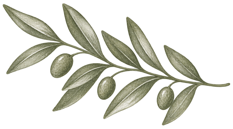 olive branch